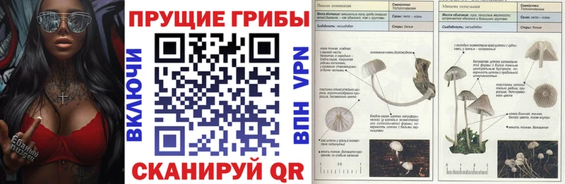 наркота  Камышлов  Псилоцибиновые грибы Cubensis 